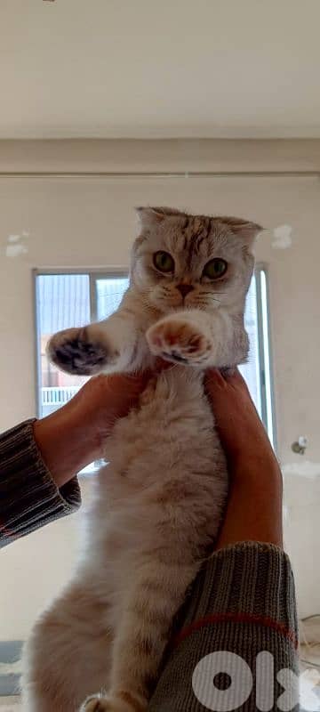 جديدة سد البوشرية 1