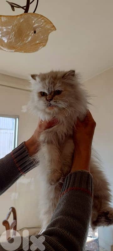 جديدة سد البوشرية 2