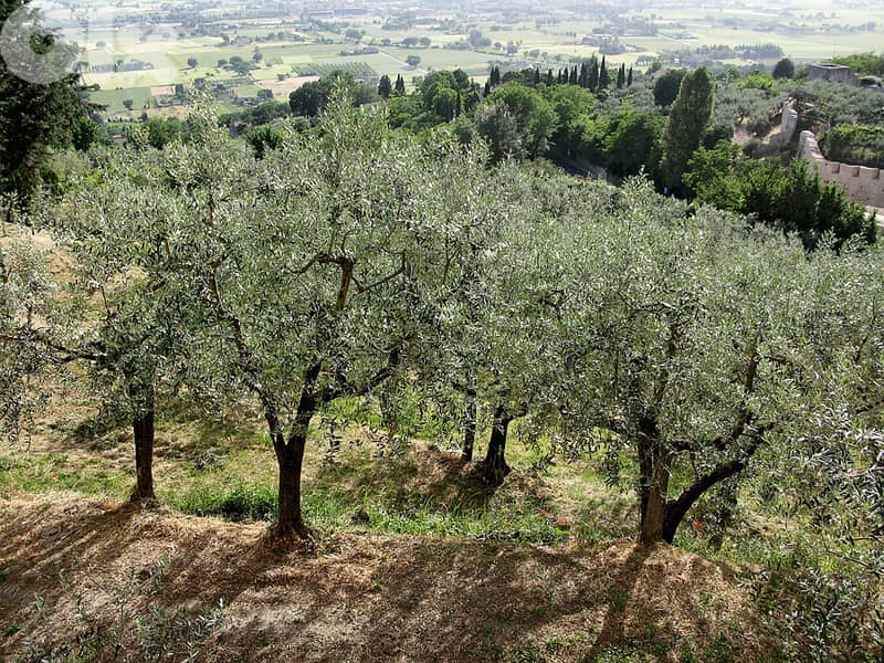 شجر زيتون 20سنة 1