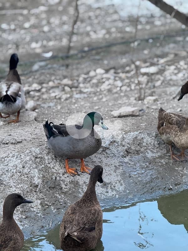 ذكورة بط كاكي كامبل للبيع 0