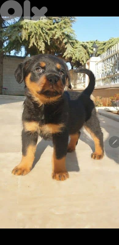 Rottweiler puppy pure 0