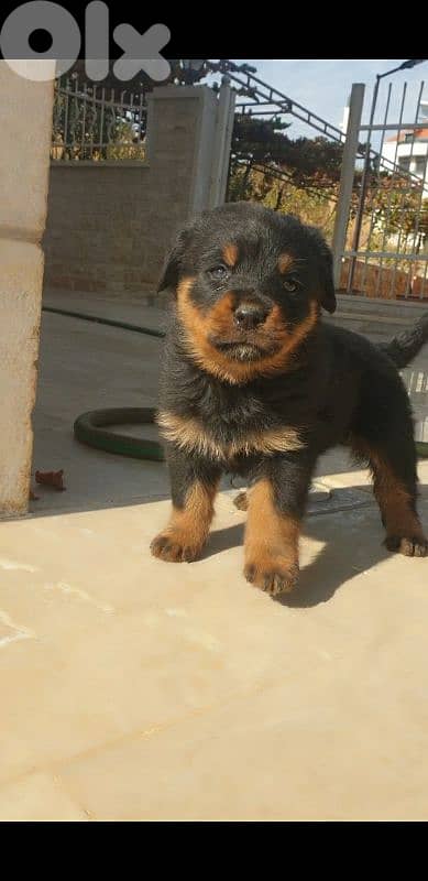 Rottweiler puppy pure 1