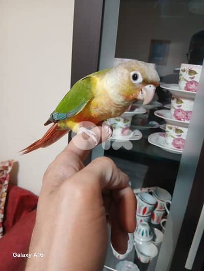 كنيور روز بادجي انكليزي كروان