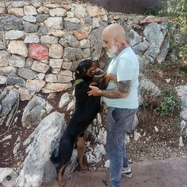 كلب عاقل و شخصيته قوية 0