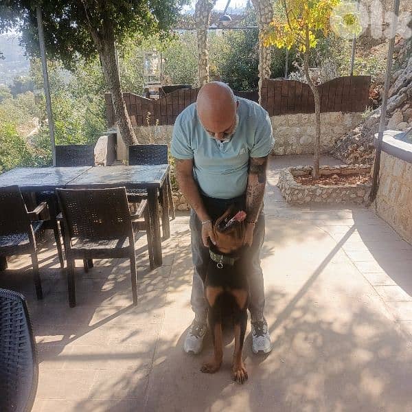 كلب عاقل و شخصيته قوية 1