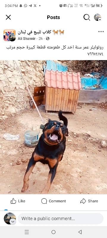 كلب عاقل و شخصيته قوية 2