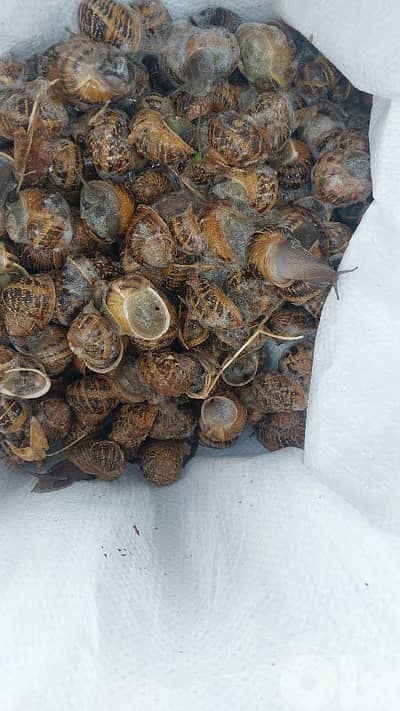 شروة بزاق اسود