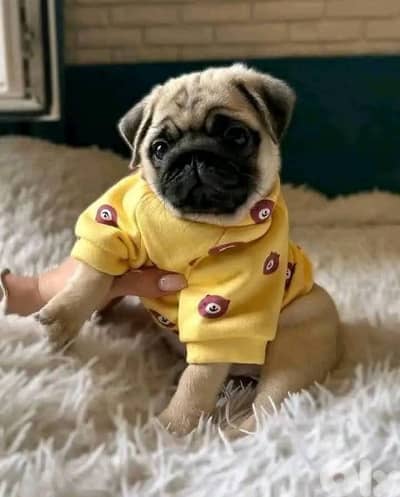 Special Pug Puppies in store& delivery/ dog كلاب