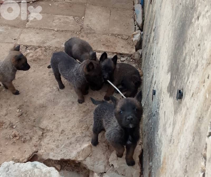 Malinois for Sale 2