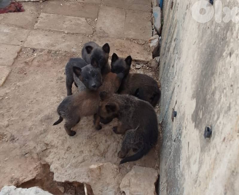 Malinois for Sale 3