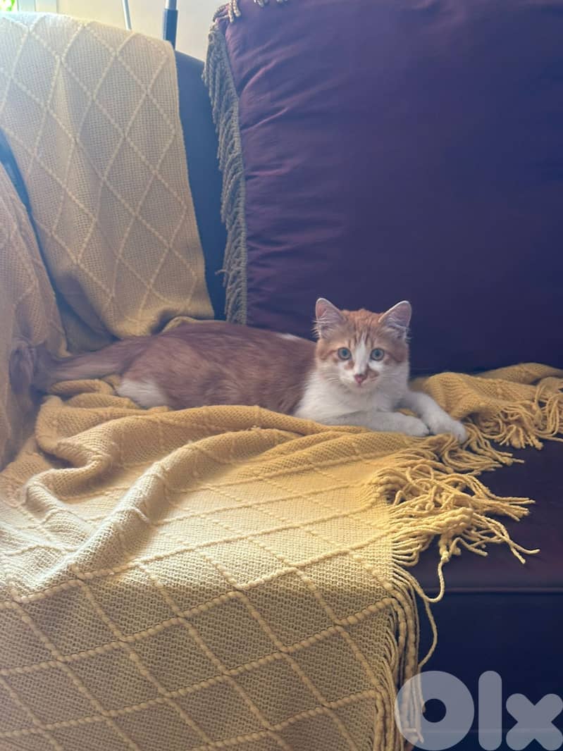 Cat for adoption 1