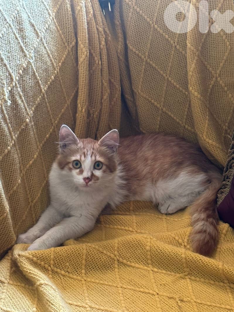 Cat for adoption 2