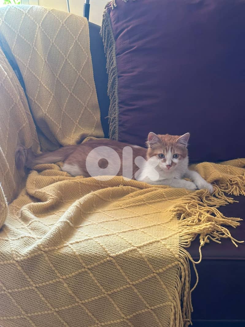 Cat for adoption 3