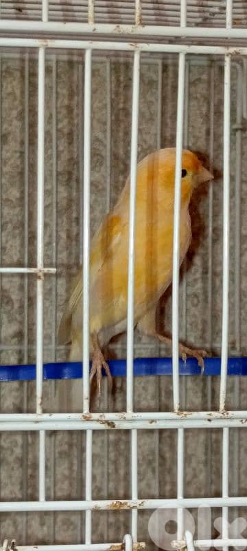 ٣ حبات كنار