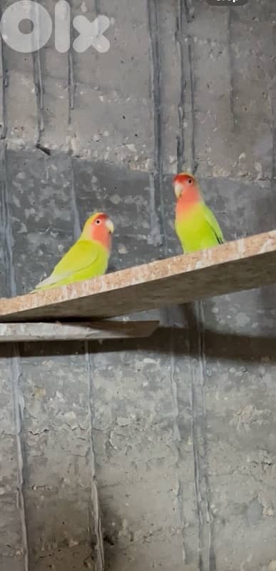 تلات جواز روز كتير حلوين