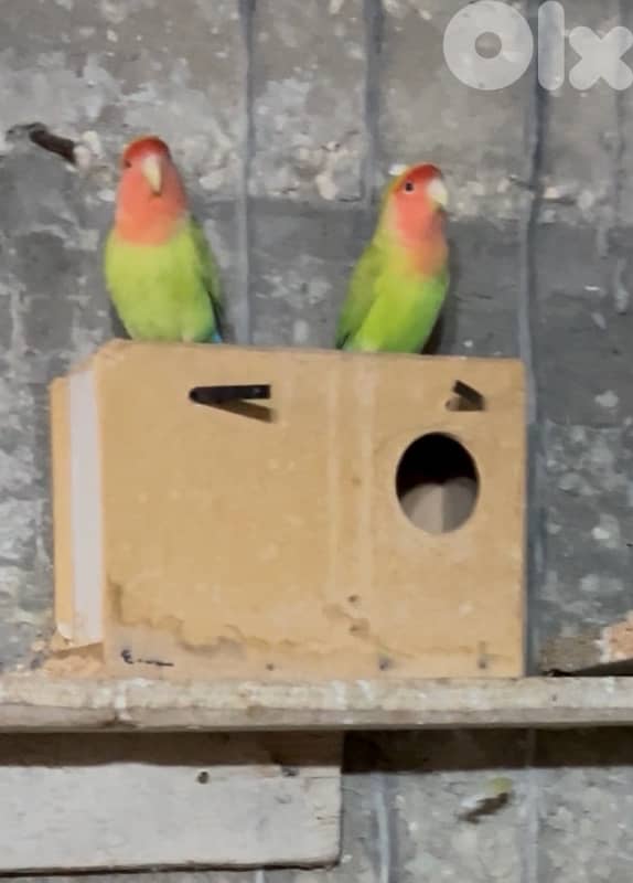 تلات جواز روز كتير حلوين 1