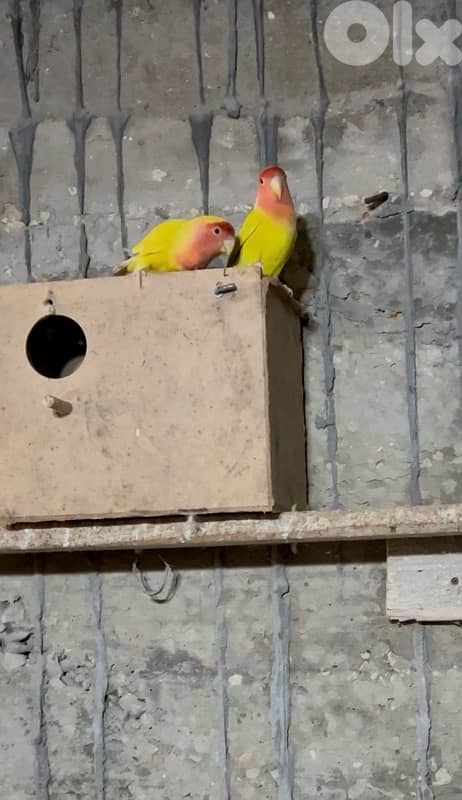 تلات جواز روز كتير حلوين 2