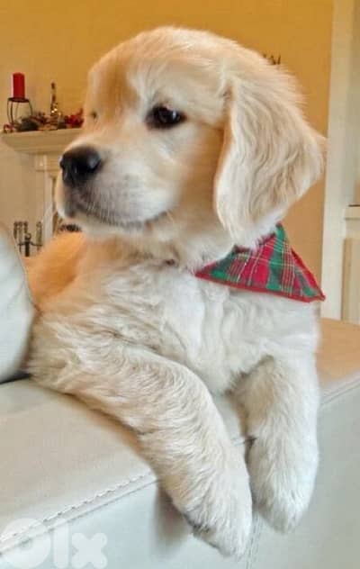 Adorable Golden Retriever puppy, availble in store Delivery كلب dog