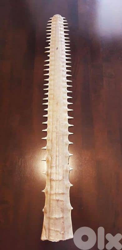 sawfish bill ( shark )