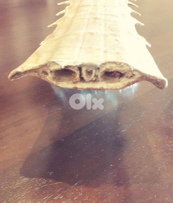 sawfish bill ( shark ) 1