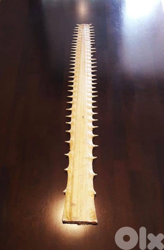 sawfish bill ( shark ) 2