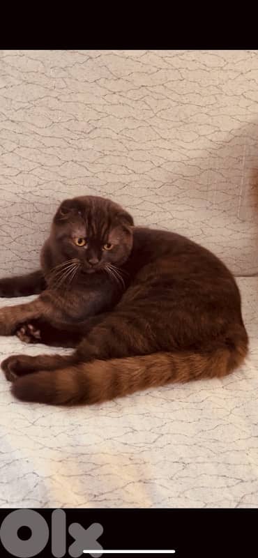 chocolate scottish fold 0