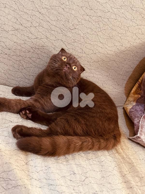chocolate scottish fold 1