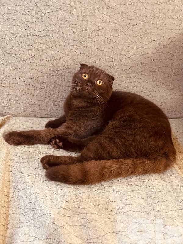 chocolate scottish fold 2