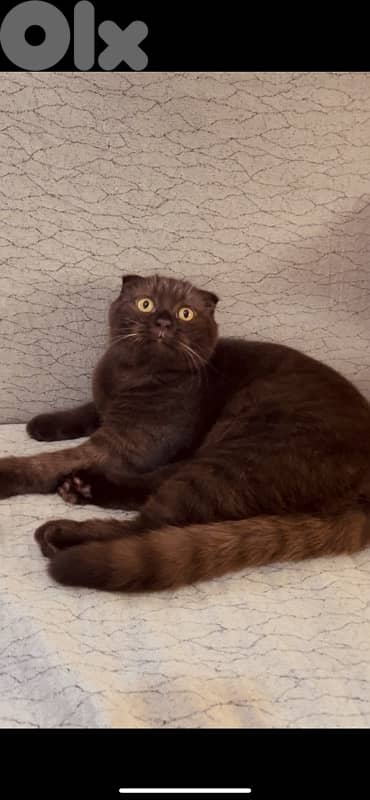 chocolate scottish fold 3