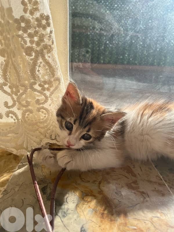 Calico Kitten 0
