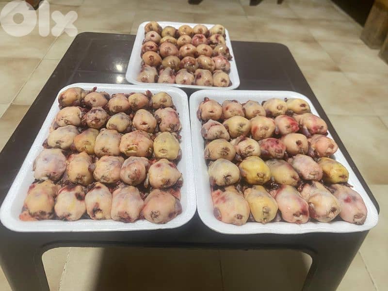 عصفور تين اكسترا للبيع 5