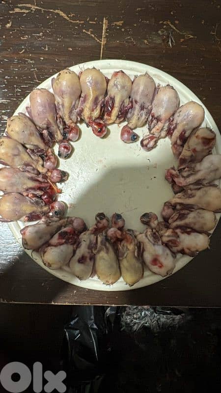 عصفور تين اكسترا للبيع 6