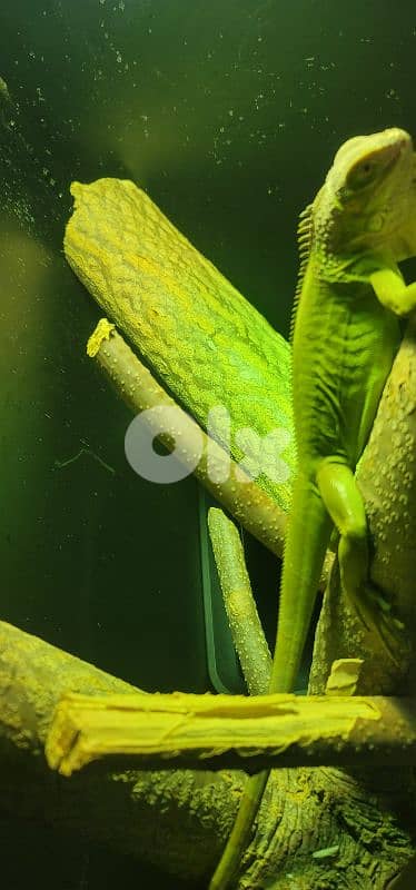 شارع الموسوي