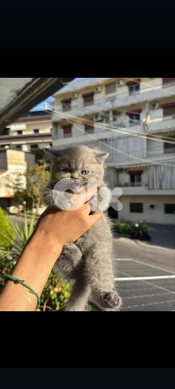 female British for sale