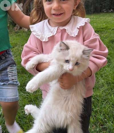 pedigree ragdoll parents kitten male