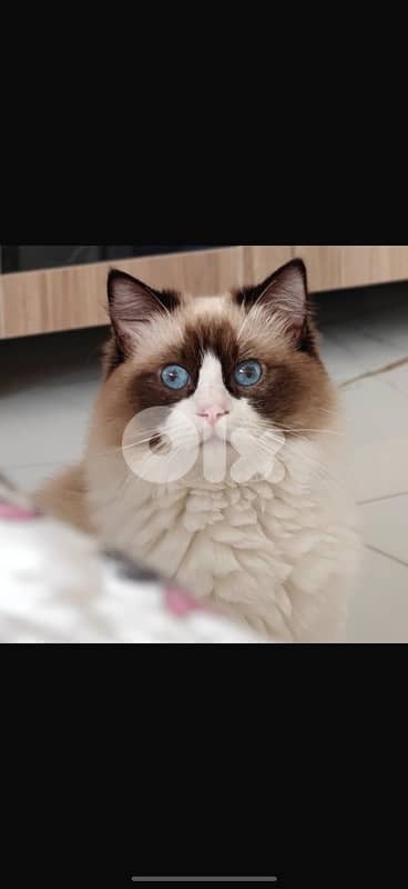 pedigree ragdoll parents kitten male 0