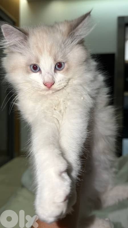 pedigree ragdoll parents kitten male 2