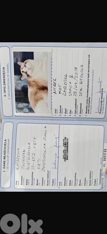 pedigree ragdoll parents kitten male 3