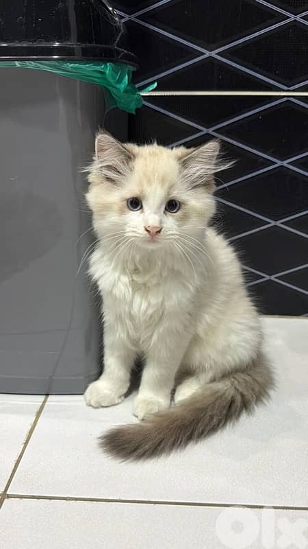 pedigree ragdoll parents kitten male 4