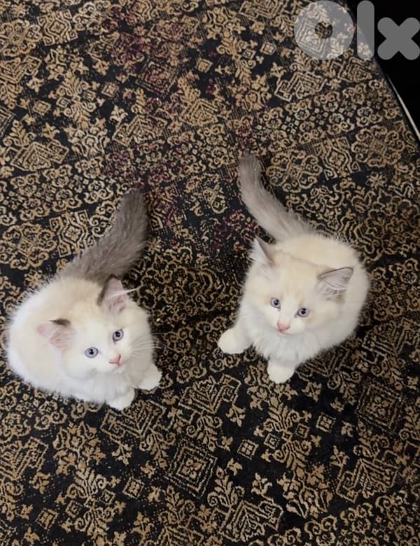 pedigree ragdoll parents kitten male 5