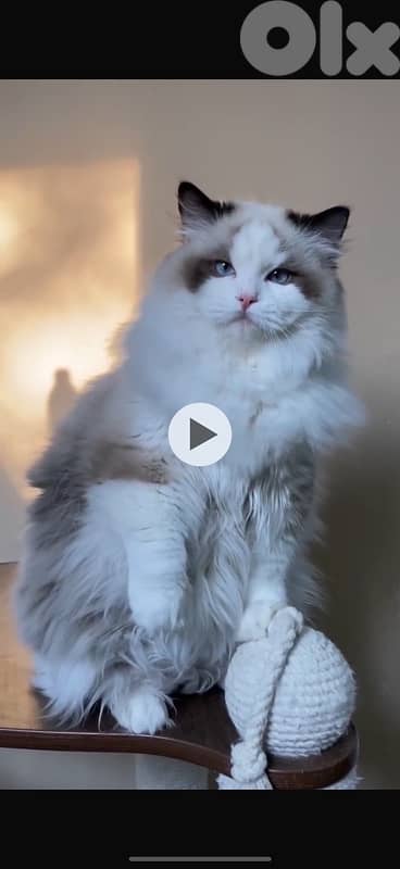 pedigree ragdoll parents kitten male 6