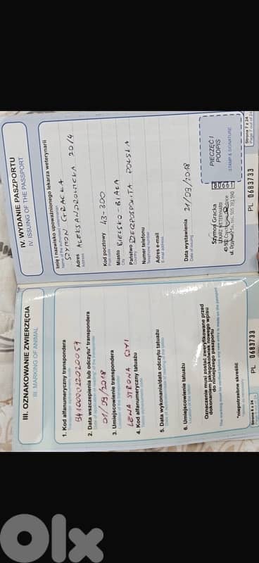 pedigree ragdoll parents kitten male 8