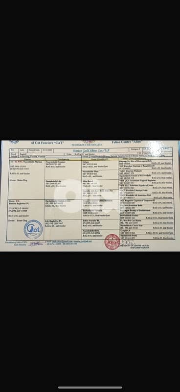 pedigree ragdoll parents kitten male 9