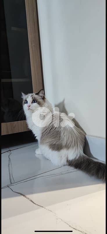 pedigree ragdoll parents kitten male 10