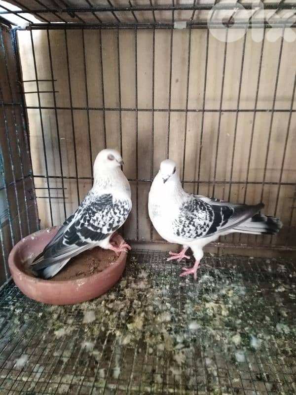 حمام اجنبي 0