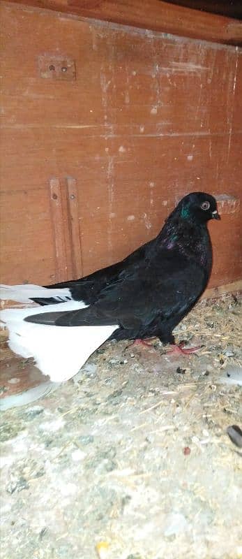 حمام اجنبي 1