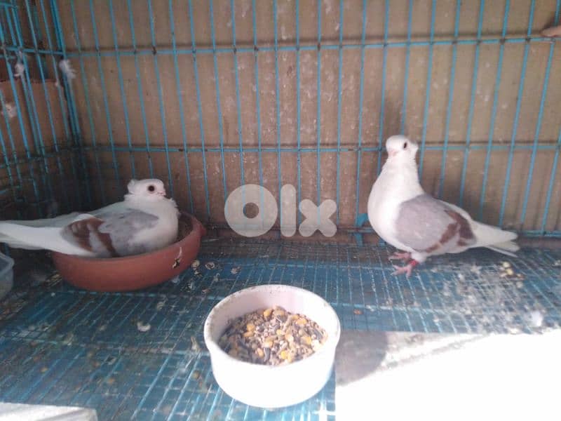 حمام اجنبي 2