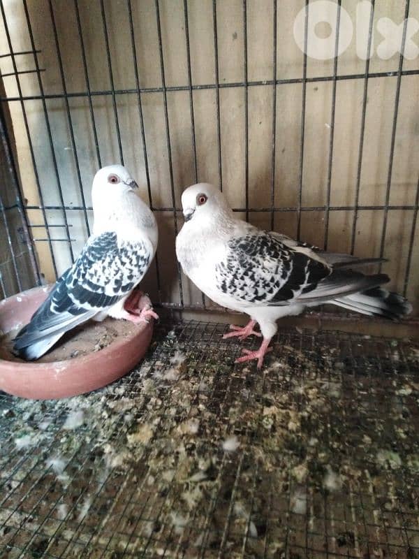 حمام اجنبي 3