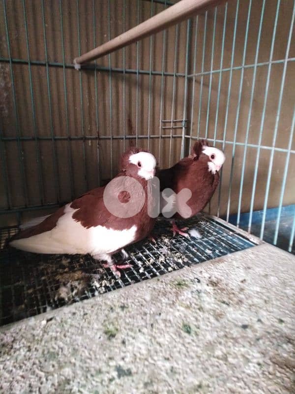 حمام اجنبي 4