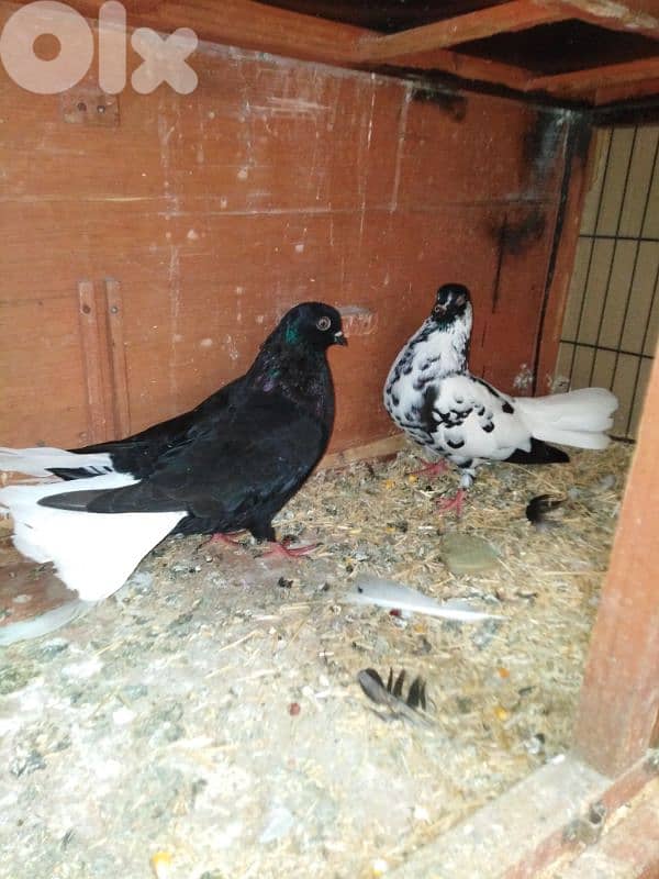 حمام اجنبي 5